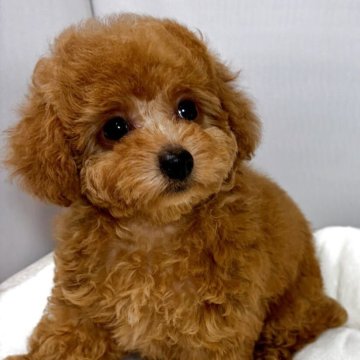 トイプードル(タイニー)【兵庫県・女の子・2025年9月16日・レッド】の写真「⭐️人懐こくとても可愛い子です」