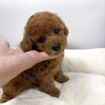 タイニープードル【兵庫県・女の子・2025年9月16日・レッド】の写真「⭐️人懐こくとても可愛い子です」