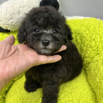 トイプードル(タイニー)【兵庫県・男の子・2025年2月4日・シルバー】の写真「⭐️毛量たっぷりモフモフでとっても可愛いです」