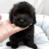 タイニープードル