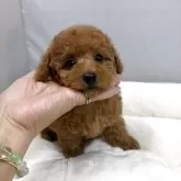 タイニープードル【兵庫県・女の子・2025年9月16日・レッド】の写真1