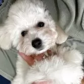 タイニープードル