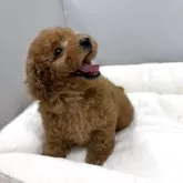 タイニープードル【兵庫県・女の子・2025年9月16日・レッド】の写真6