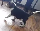 ビーグル【埼玉県・男の子・2025年9月26日・ブラックタン&ホワイト】の写真7「いちに、いちにっ…」