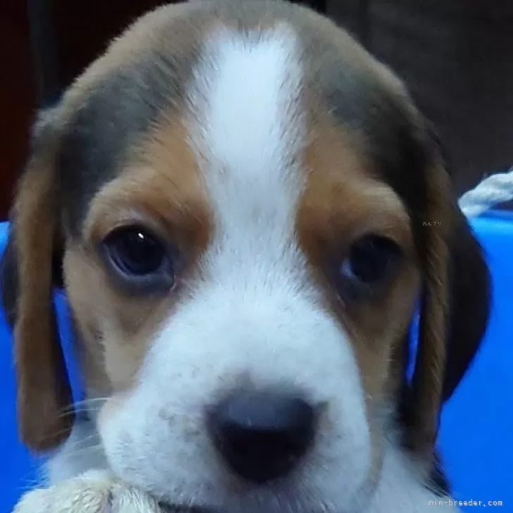 ビーグル【埼玉県・男の子・2025年8月5日・ブラックタン&amp;ホワイト】の写真1「こんにちは💕」