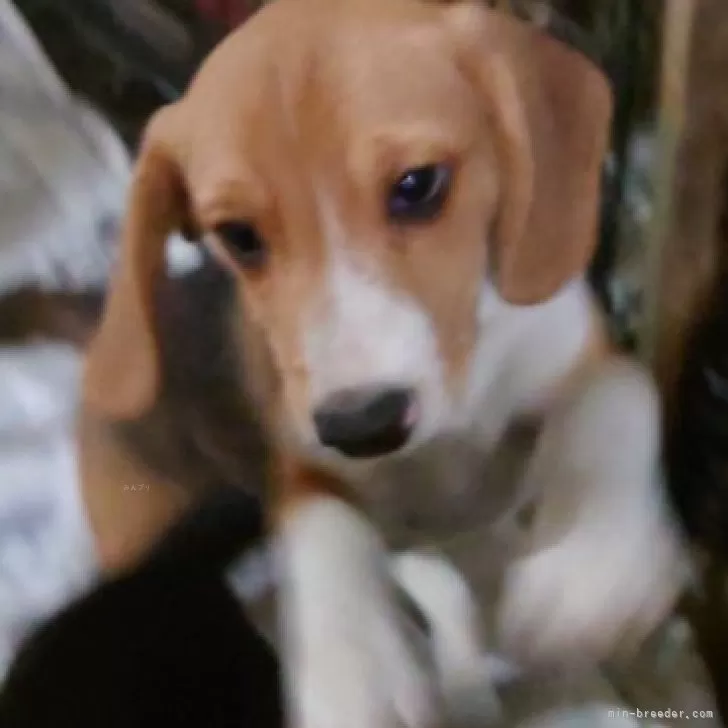ID:2409-04412の子犬
