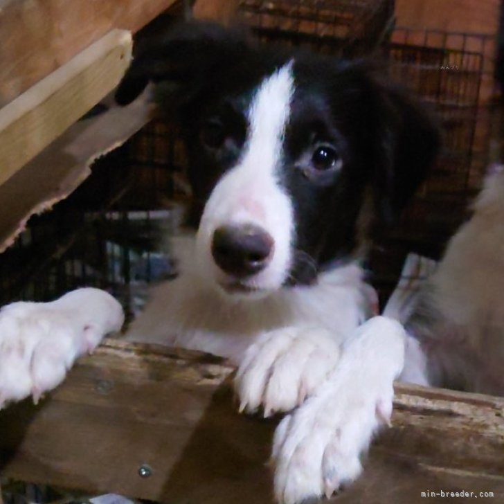 ブリーダー画像