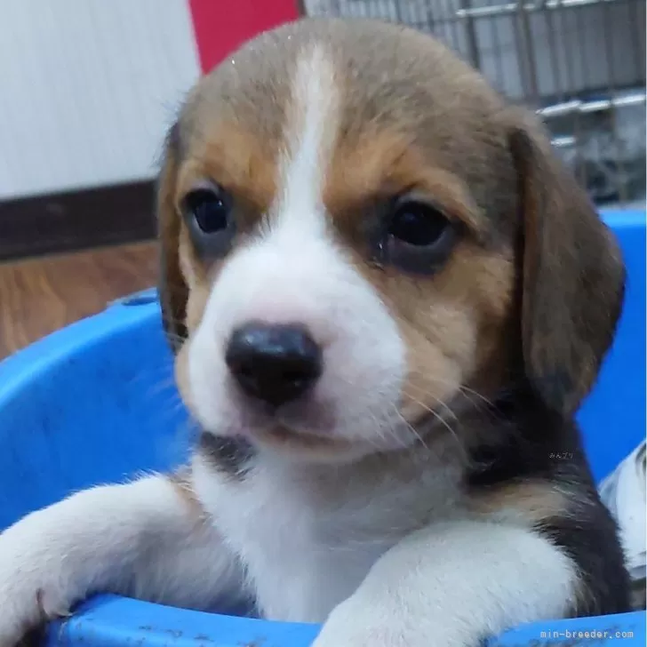 まお 様のお迎えした子犬