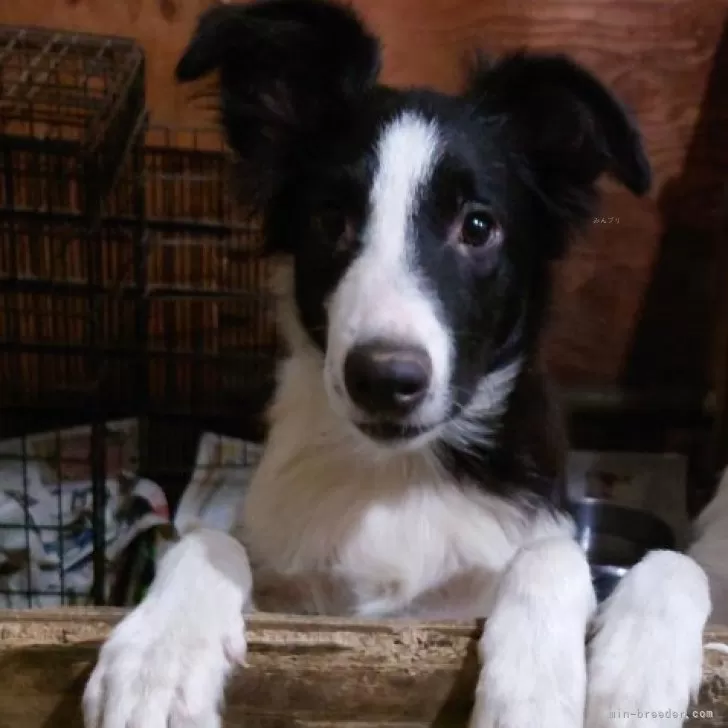 ボーダーコリー【埼玉県・男の子・2025年5月29日・ブラックホワイト】の写真1「こんにちは🎵」