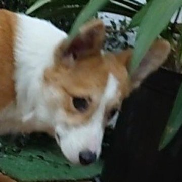 ウェルシュ・コーギー・ペンブローク【埼玉県・男の子・2025年5月21日・レッド・ホワイト】の写真「お茶目で食いしん坊な七兄妹🎵」