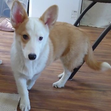 ウェルシュ・コーギー・ペンブローク【埼玉県・女の子・2025年5月21日・レッド・ホワイト】の写真「お茶目で食いしん坊な七兄妹🎵」