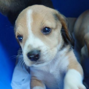 ビーグル【埼玉県・女の子・2025年3月29日・ブラックタンホワイト】の写真「食欲旺盛で元気印の母犬のもとで育った五兄妹👦👧」