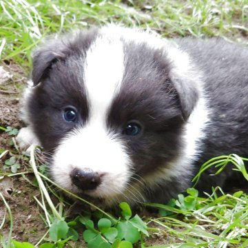 ボーダーコリー【埼玉県・男の子・2025年4月9日・ブルーホワイト】の写真「元気印の母犬のもとで育ったわんぱく五兄妹👦👧」