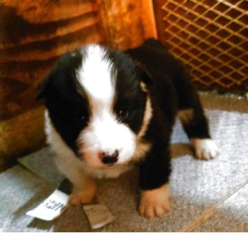 ボーダーコリー【埼玉県・男の子・2025年10月29日・ブラックホワイト】の写真「優しくて穏やかなママのもとで育ったお茶目な兄弟🩷」