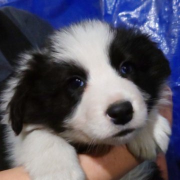 ボーダーコリー【埼玉県・男の子・2025年10月29日・ブラックホワイト】の写真「優しくて穏やかなママのもとで育ったお茶目な兄弟🩷」