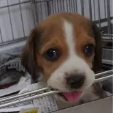 ビーグル