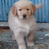 ゴールデンレトリバー