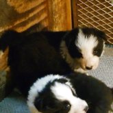 ボーダーコリー