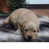 ゴールデンレトリバー