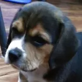 ビーグル【埼玉県・男の子・2025年3月1日・ブラックタンホワイト】の写真2「ぼくは次男🩷」