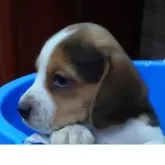 ビーグル【埼玉県・男の子・2025年8月5日・ブラックタン&ホワイト】の写真3「本当はすばしっこいんだ🩷」