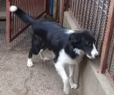 ボーダーコリー【埼玉県・男の子・2025年4月9日・ブラックホワイト】の写真3「たのしそうだね🩷」