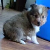 シェットランドシープドッグ【埼玉県・男の子・2025年10月1日・セーブルホワイト】の写真2「ぼく、次男👦です🎵」