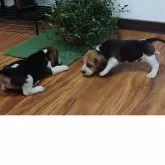 ビーグル【埼玉県・男の子・2025年8月5日・ブラックタン&ホワイト】の写真5「これは、ぼく（左）がゲット❗️」