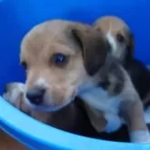 ビーグル【埼玉県・女の子・2025年10月30日・ブラックタンホワイト】の写真3「お鼻の脇がちょっぴり白いんだよ❄」