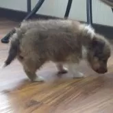 シェットランドシープドッグ【埼玉県・男の子・2025年10月1日・セーブルホワイト】の写真6「クンクンクン…🐾」