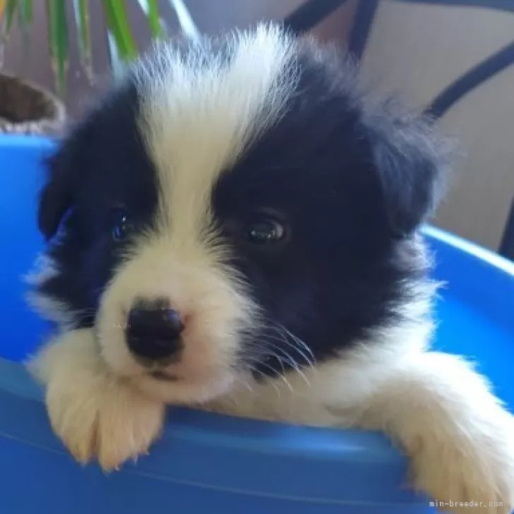 ID:2406-01241の子犬