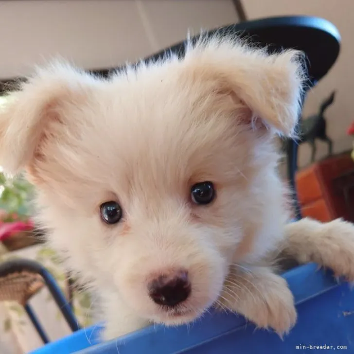 ID：2310-01518の子犬