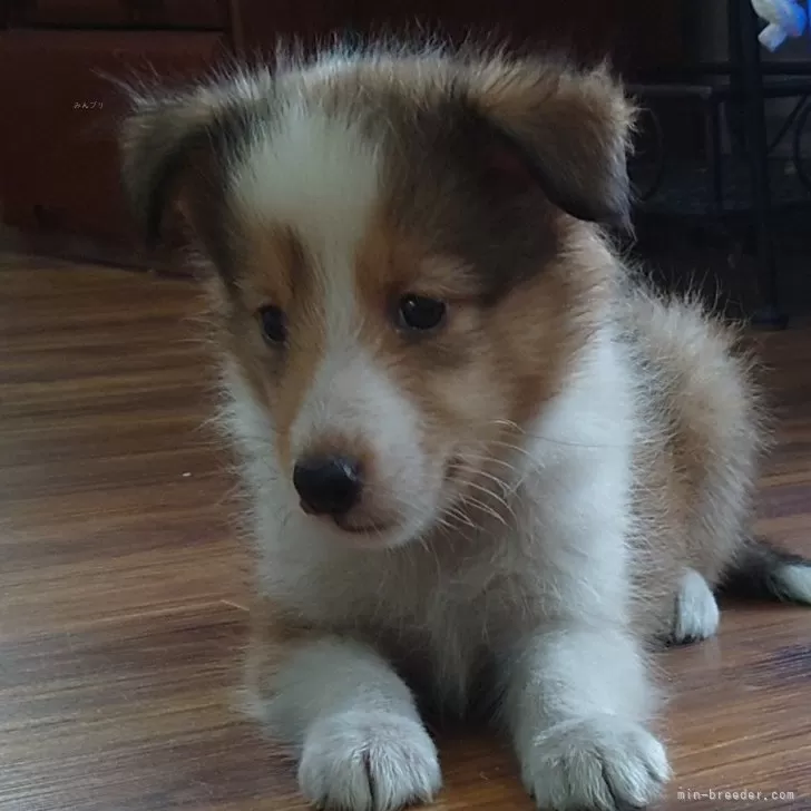 ID:2408-04882の子犬