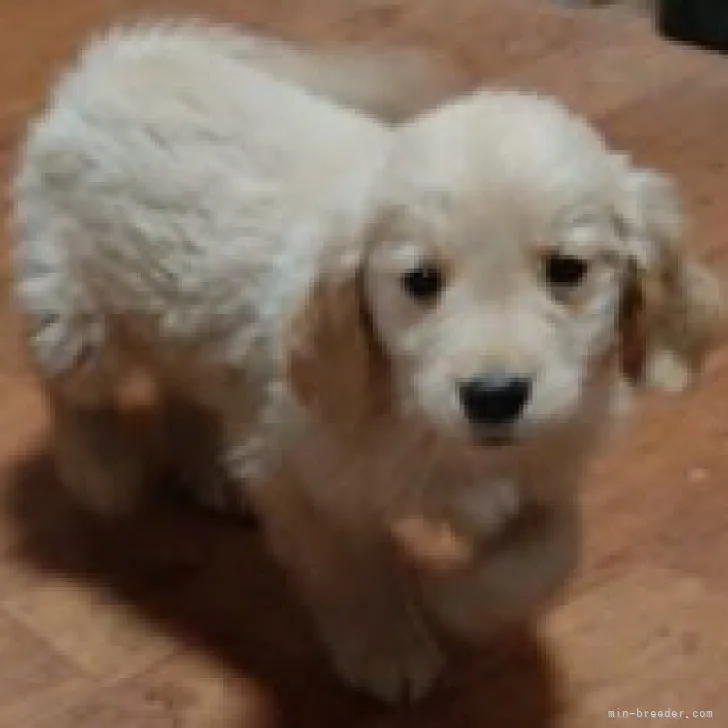 ID：2303-02972の子犬