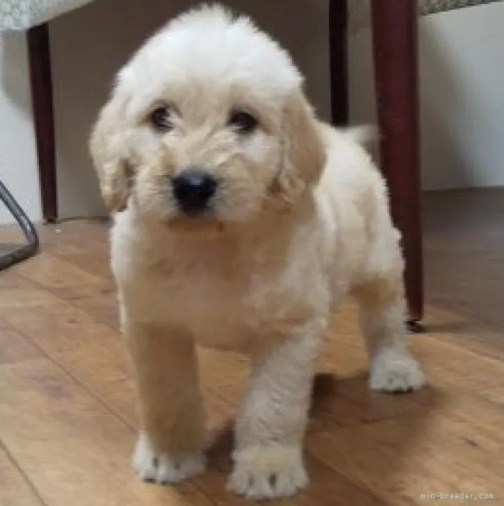 ID:2208-04436の子犬