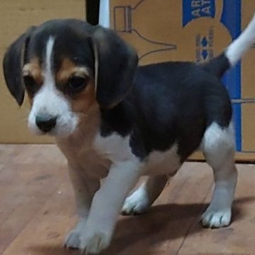 ビーグル【埼玉県・男の子・2023年1月9日・ブラックタン&ホワイト】の写真「元気いっぱいの仲良し三兄妹🐾です🎵　」