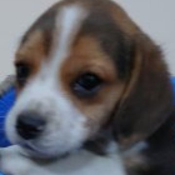 ビーグル【埼玉県・男の子・2023年1月9日・ブラックタン&ホワイト】の写真「元気いっぱいの仲良し三兄妹🐾です💕　」