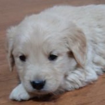 ゴールデンレトリバー【埼玉県・男の子・2023年1月10日・ゴールデン】の写真「元気いっぱいの仲良し6兄妹です💕」