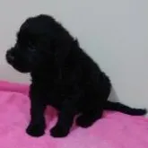ラブラドゥードル(スタンダードプードル×ラブラドールレトリバー)【埼玉県・女の子・2023年6月18日・ブラック】の写真5「よろしくね💕」