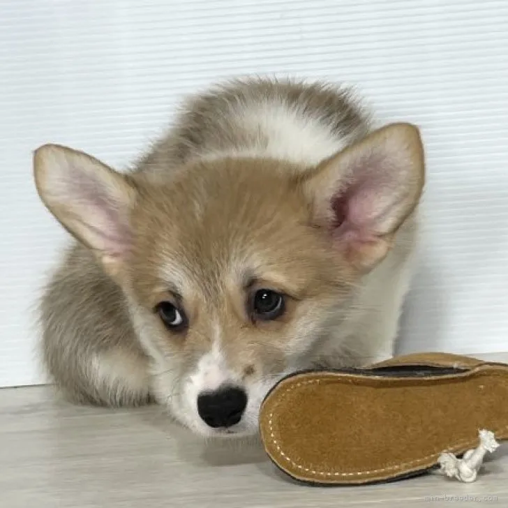 陽太ママ 様のお迎えした子犬