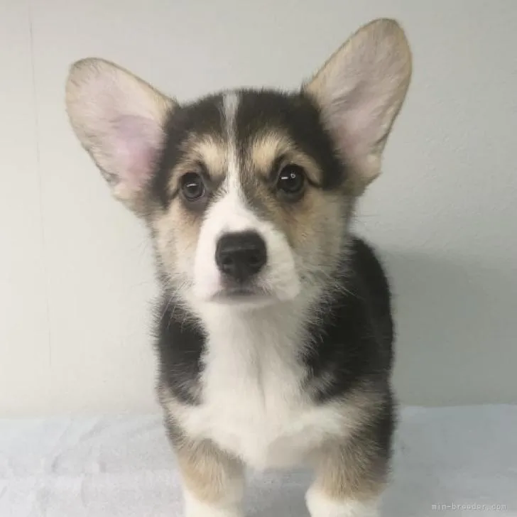 ID:2207-04277の子犬