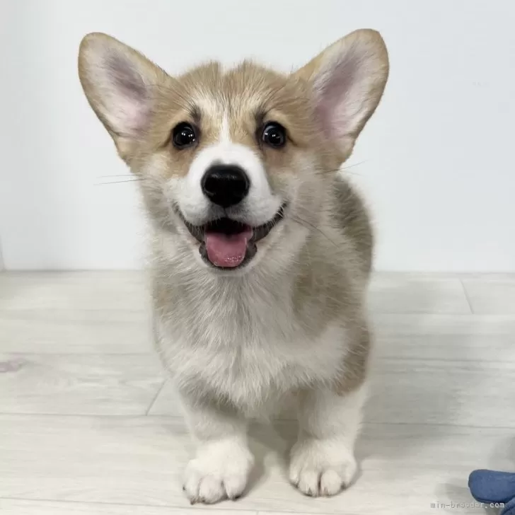 ID:2405-06638の子犬