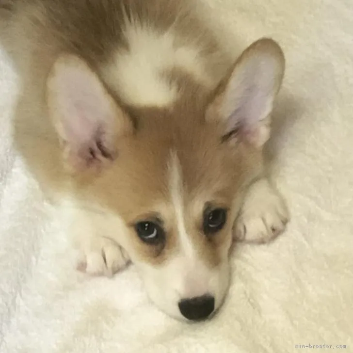 ID:2207-04278の子犬