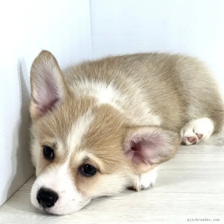 ID：2307-03762の子犬
