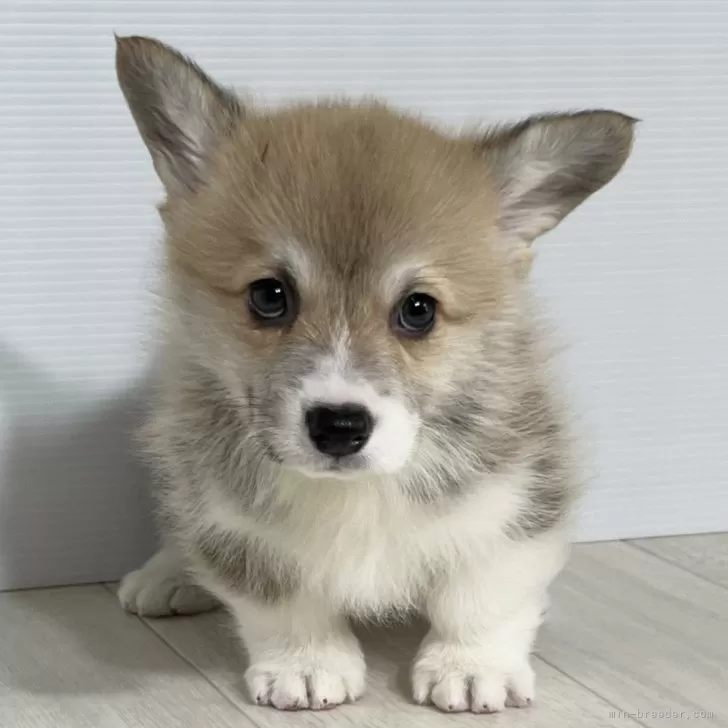ID:2403-00186の子犬