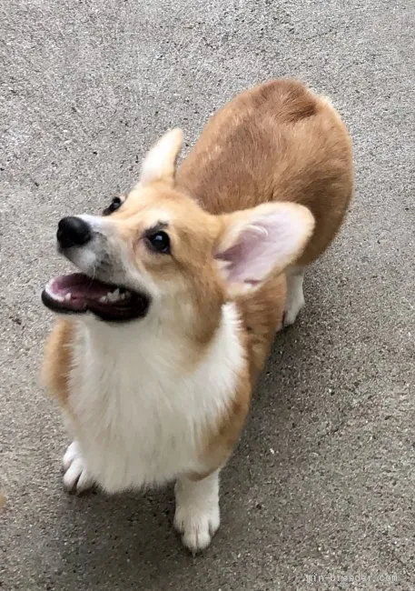 ID：2008-03397の子犬