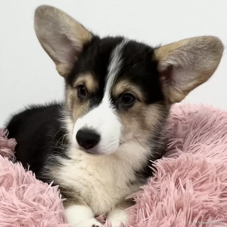 ID:2406-06542の子犬