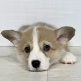 ウェルシュ・コーギー・ペンブローク【福岡県・男の子・2024年4月7日・レッド、ホワイトマーキング】の写真1「のんびりまったりが得意技^ ^」