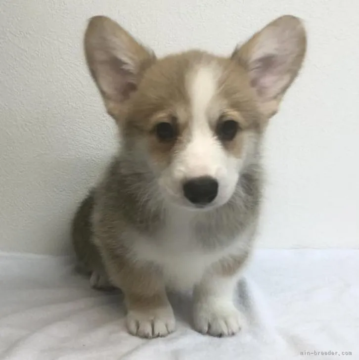 ID：2207-04276の子犬