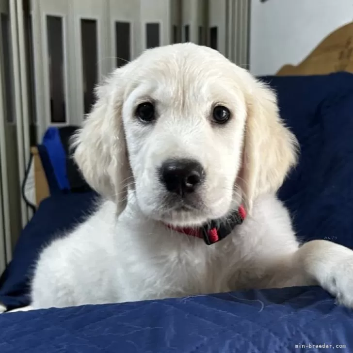 ID:2507-03553の子犬